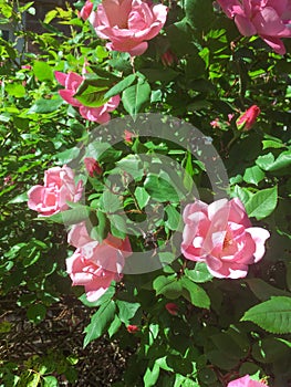 Rosa chinensis, China rose, Bengal rose photo
